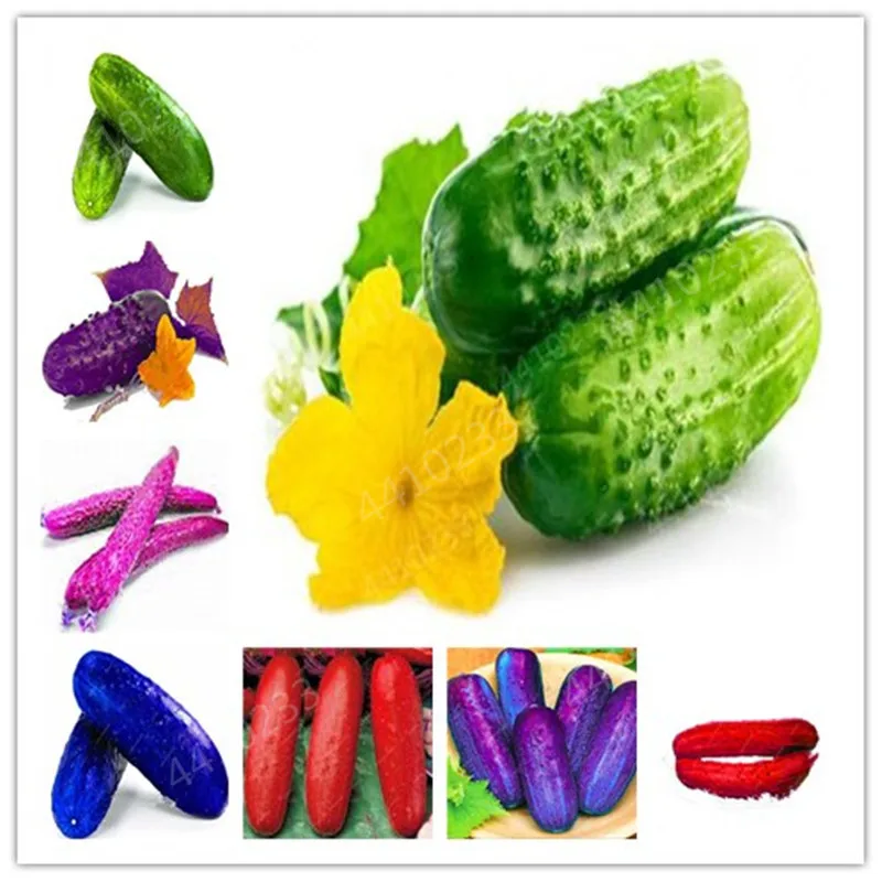 

Big promotion! 100 Pcs/bag Rainbow Cucumber Bonsai Green Organic Fruits Vegetables Potted Non-GMO Cucumber For Home Garden