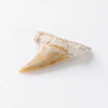 

Natural Marine Biology Fossil Teeth of Megadentate Shark DIY Materials for Science Popularization