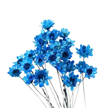 

30Pcs Natural Daisy Beautiful Daisy Preserved Flowers Dried Flowers Everlasting Flower for Bouquet Party (Blue)