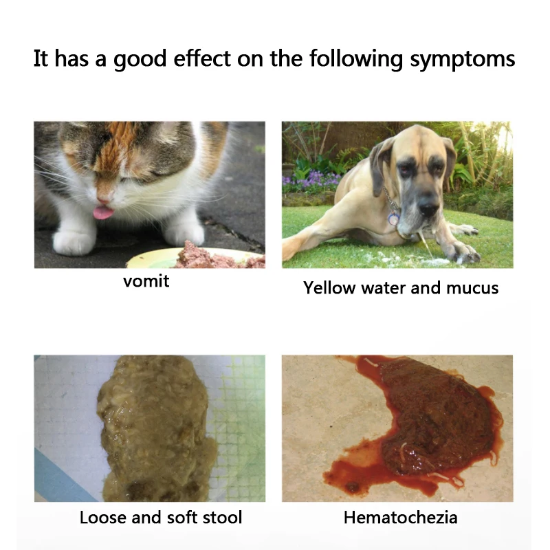 Bloody Dog Diarrhea corona.dothome.co.kr