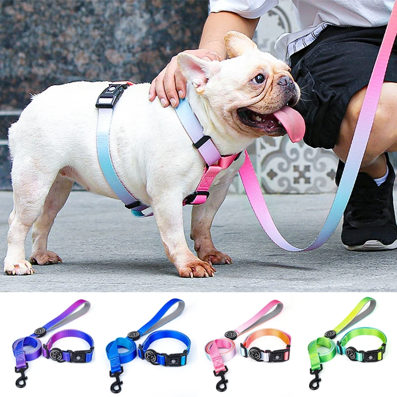 designer dog leash