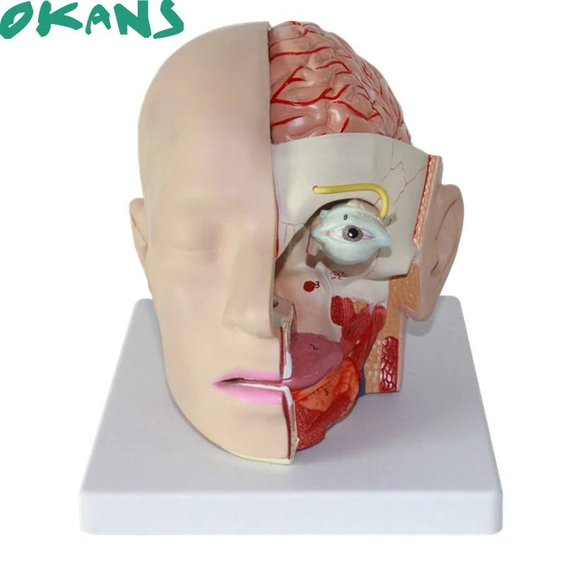 

1:1 Size of Humans Skull 4 Parts Removable Head Cerebral Artery Anatomy Brain Model Medical Neurological Cerebrovascular Model