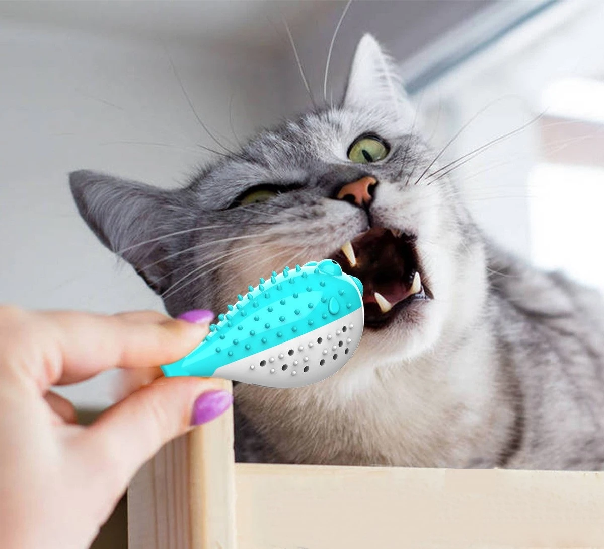 Qianyi Brosse A Dents En Forme De Poisson Pour Chat Peut Contenir Des Dents De Poisson