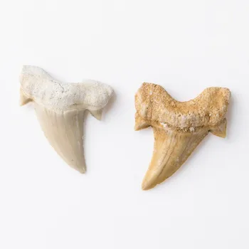 

Natural stone Megalodon Tooth Fossil Decoration Natural Marine Biology Science Teaching Specimen DIY Material