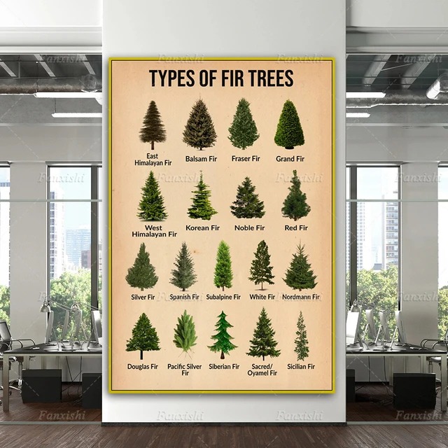 Types Of Fir Trees