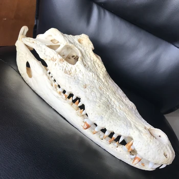 

1Pcs 40CM/16"Inch length Genuine Crocodylus siamensis Siamese Crocodile Skull Taxidermy Animal skull specimen