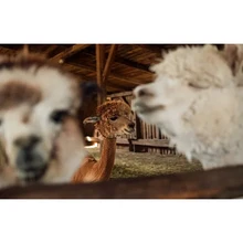 DUTEY grass mud horse полная квадратная круглая картина с животными 5D алмазная вышивка алмазное мозаичное бриллиантовое рукоделие(China)