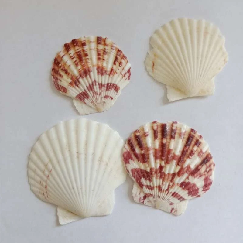 Coquille De Festonne Naturelle 10 Pieces Lot Decorations De Mariage De Plage De Maison Ornements D Ocean Bricolage De Coquillages Pour La Fabrication De Bijoux Aliexpress Coquille De Festonne Naturelle 10 Pieces Lot Decorations De Mariage De Plage De Maison Ornements D Ocean Bricolage De Coquillages Pour La Fabrication De Bijoux Aliexpress