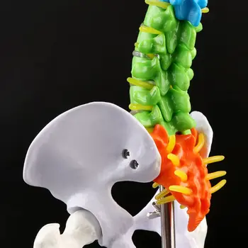 

45cm Removable Human Spine Model Spinal Column Vertebral Lumbar Curve Anatomical Medical Teaching Tool D08B