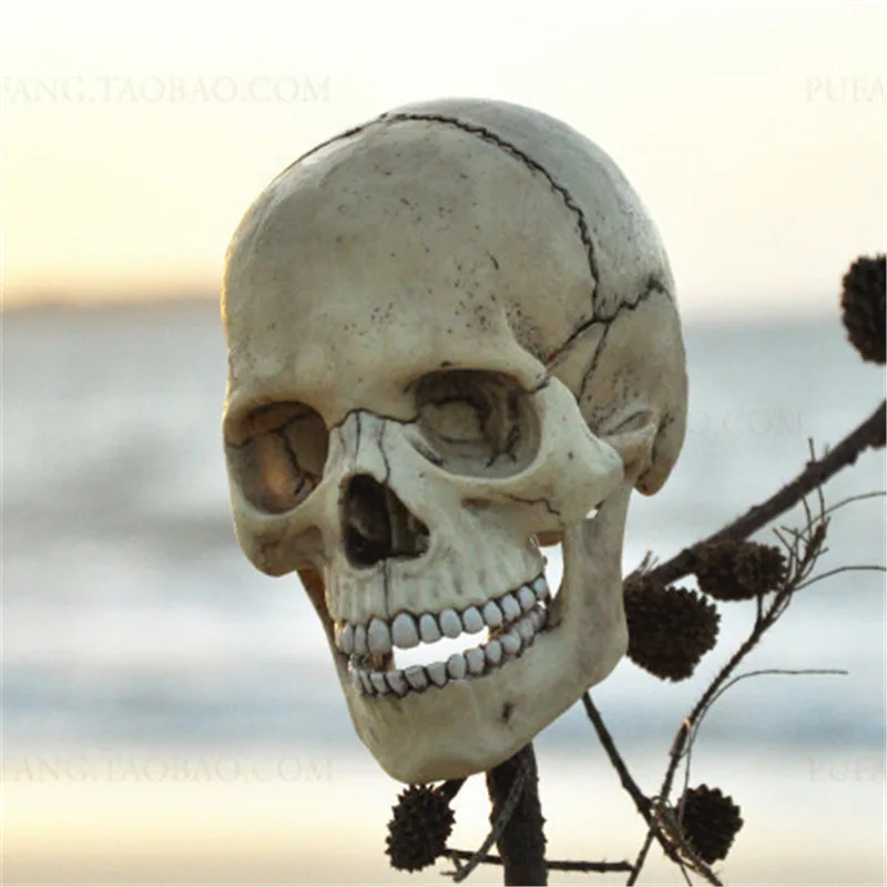 

4D MASTER Educational Assembled Toys Human Primary Color Fluorescence Color Bone Organ Anatomical Model Medicine