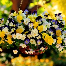 24 цвета, 100 шт./упаковка, растения для анютины глазки, волнистые анютины глазки(viola tricolor), растения для дома, для сада