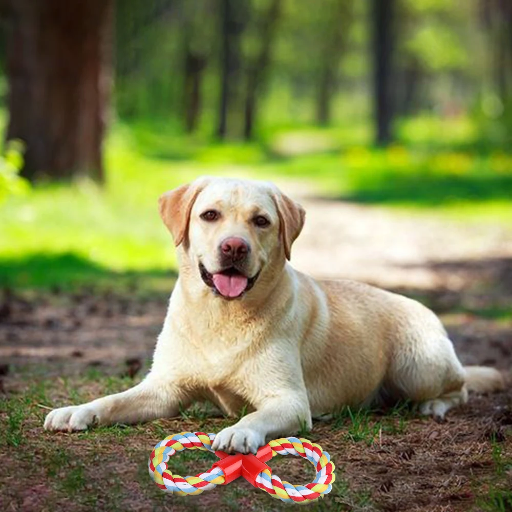 Самые добрые собаки. Добрый лабр 2 блоггер. Добрый лабрадор. Добрый лабр 2 блоггер. Мать лабородор а оцеть биголь.
