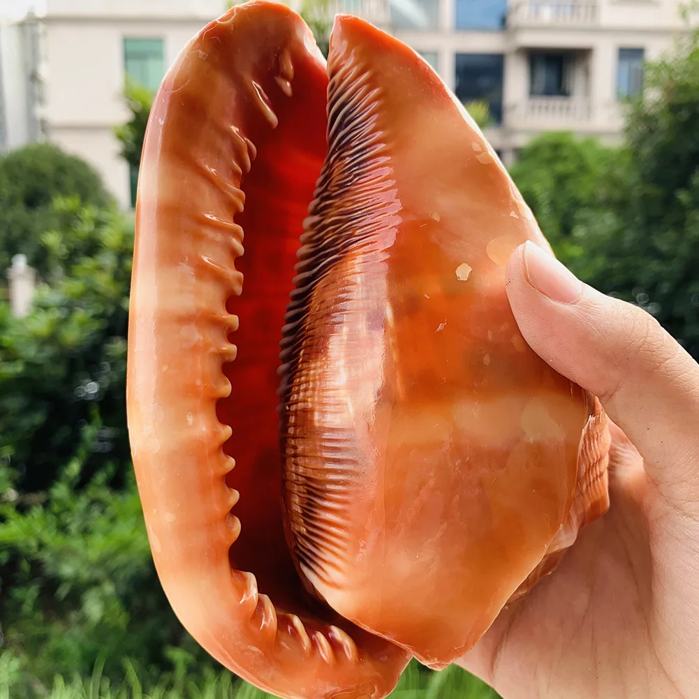 Natural Big Sea Shells Snail Wanbao Conch Nautical Home Decor Beach Wedding Decorations Collectibles Specimen Aquarium Landscape