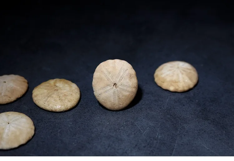 Natural Sea Urchin Fossil Specimen Echinoderm Specimens Geography Teaching Materials Gift for Children Kids Science Education