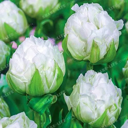 Настоящие луковицы тюльпанов Цветочные луковицы карликового дерева мороженое как красивые тюльпаны Rizomas вело шарики аромат горшечные растения-2 лампы