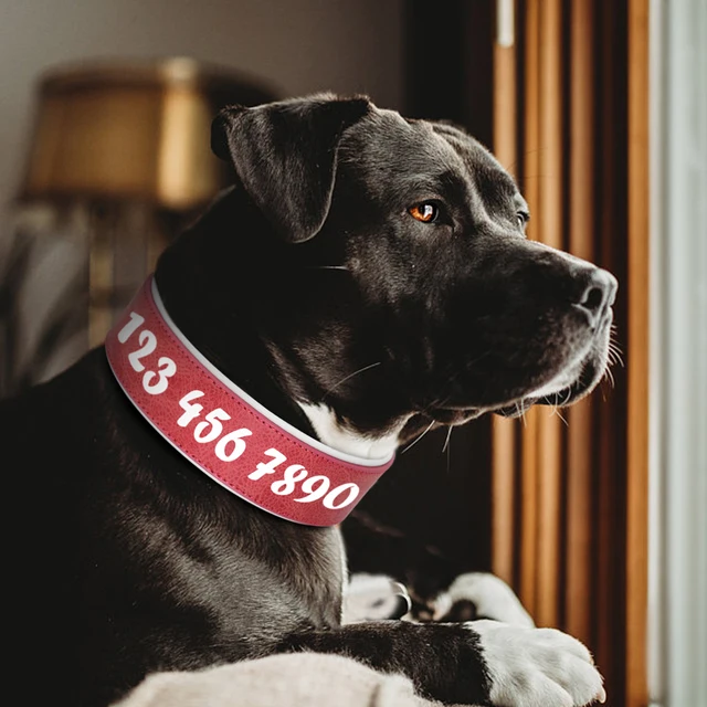 Collier en cuir personnalis avec impression gratuite de nom pour chien large et rembourr identification des