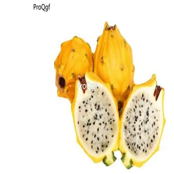 

Ngryise 1000Pcs A Set Dragon Fruit Hylocereus Undatus For Yellow Pitahaya