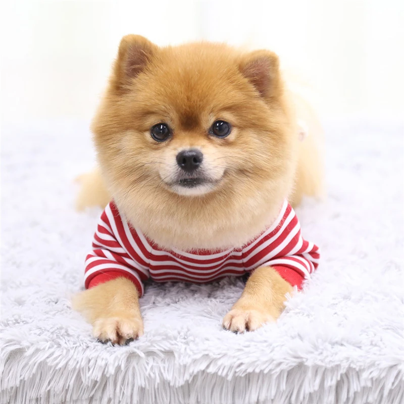 Köpek Sweatshirt