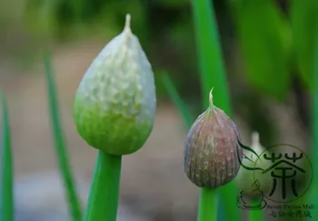 

Allium Cepa Common Onion Bulb Onion Yang-Cong