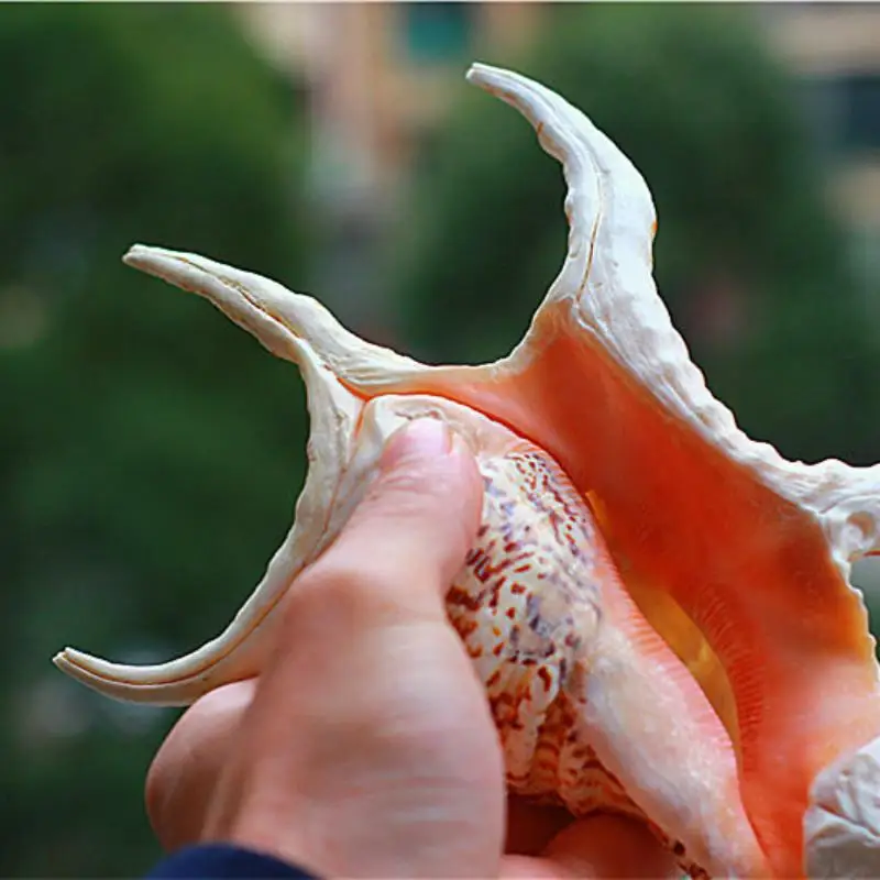 Large conch shells and large water snails collection of decorative fish tank ornaments gift Sea ornament shell cowrie shell big