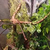 Artificial Vine Lizards Reptile Terrarium Decoration Chameleons Climb Rest Plants Leaves Length 220cm 6