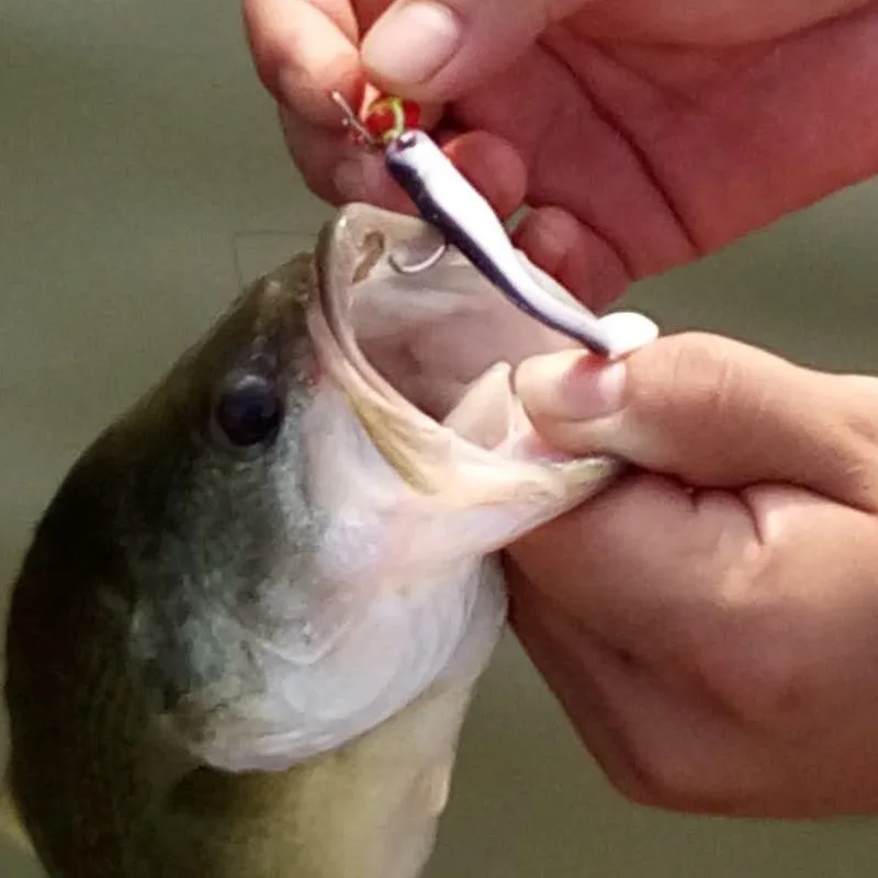 Angeln weicher Köder t Schwänze Köder Fisch Jighead Texas verrückte Rig Attraktion Wurm Köder 6,3 cm 7,5 cm Los 6 Stück Verkauf – Detail 6