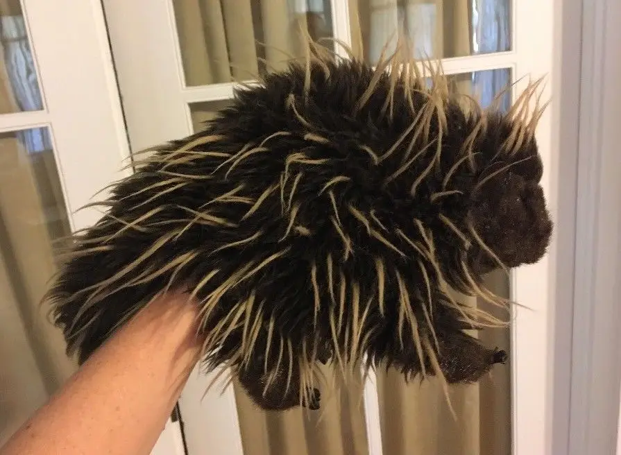 Милые мягкие моделирование Porcupine животные плюшевые игрушки куклы дети мальчики девочки подарок на день рождения 20 см PP Хлопок