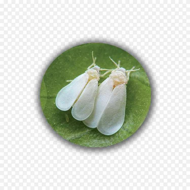 昆虫温室粉虱害虫银叶粉虱蚜虫png图片素材免费下载 图片编号 Png素材网