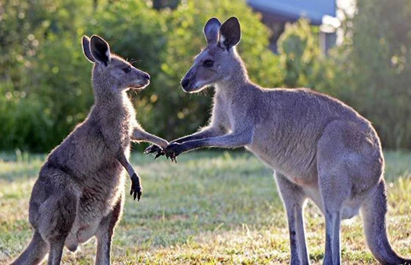 Kangaroo couple