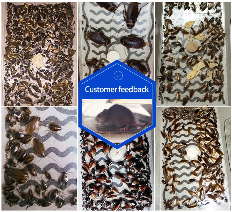 10 Pcs killing Cockroaches Glue Trap Bait Included kill Roach Killer Anti Cockroach Trap Centipedes Crickets cockroach sticker 10 Pcs killing Cockroaches Glue Trap Bait Included kill Roach Killer Anti Cockroach Trap Centipedes Crickets cockroach sticker