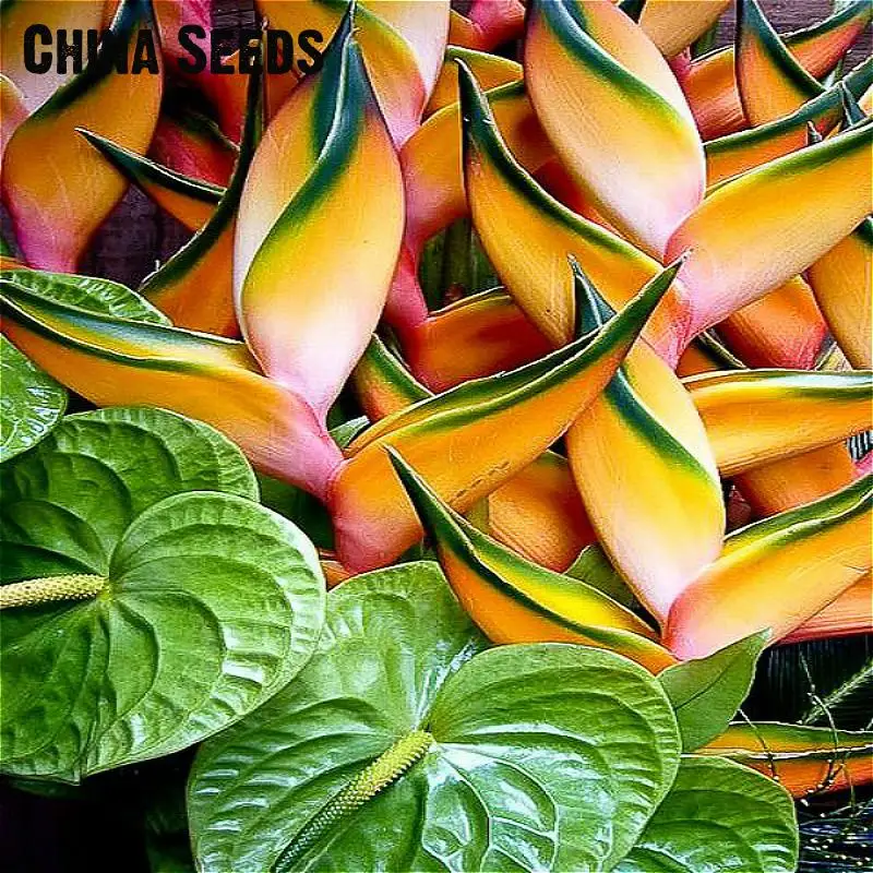 Комнатное растение в горшках, цветок апельсина Strelitzia Reginae, бонсай, райская птица, бонсай, jadim bonsai Sementes, 100 частиц/лот