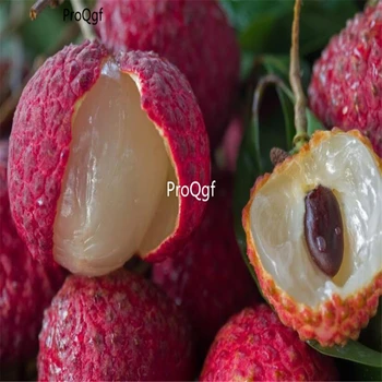 

Ngryise 100Pcs A Set xianjinfeng Litchi