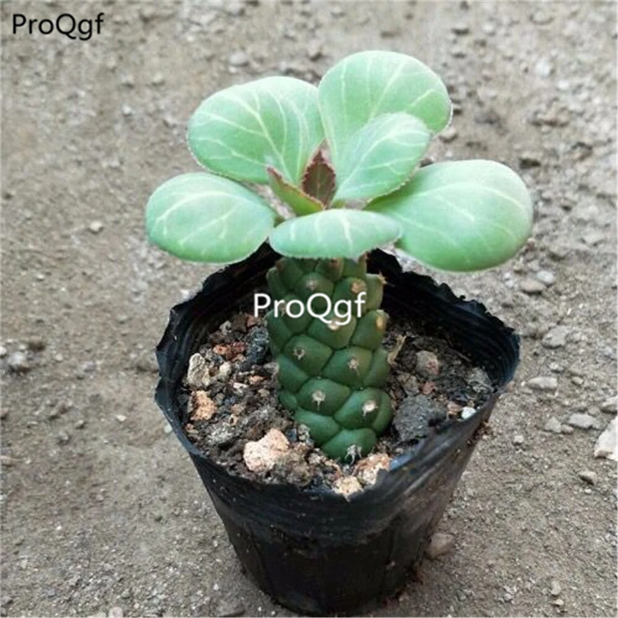 Prodgf 2 шт набор Monadenium richiei ssp. nyambense