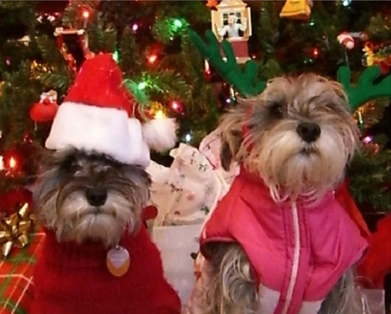 Рождественский Новогодний для домашних собак шапка зимняя шапка для собак теплое платье для домашних животных высококлассный изысканный Рождественский головной убор для собак Рождественское украшение