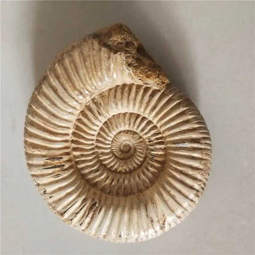 485 г натуральные большие дувиллейцеры аммонита окаменелые раковины \ целебная, рейки, фэншуй хрустальные камни