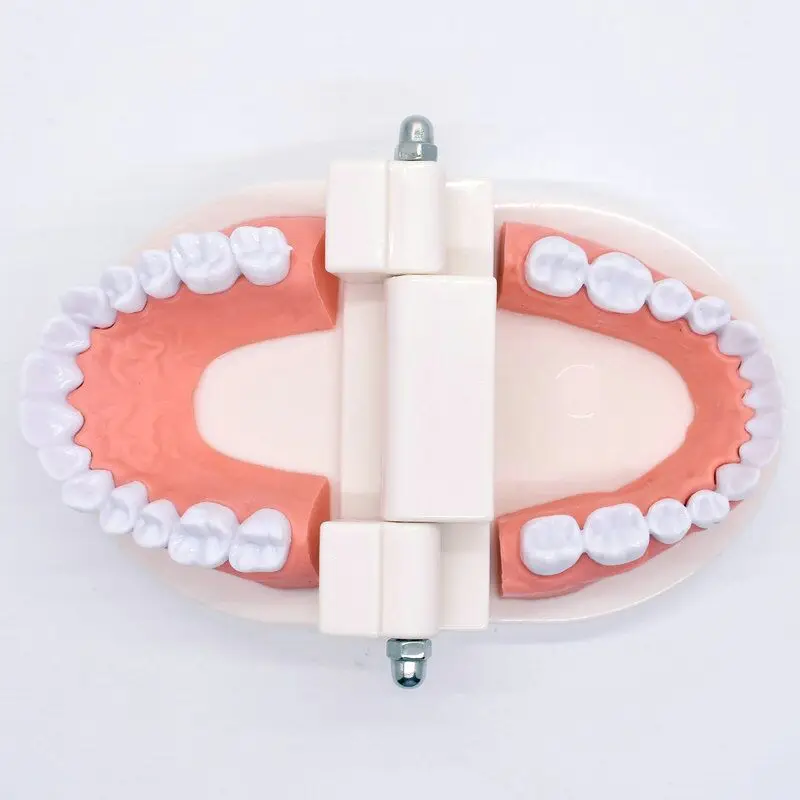 1pcs Dental Teeth Model Dentist student Model for Teaching Dentistry Material Dentist Instrument Tools Dental Lab Model
