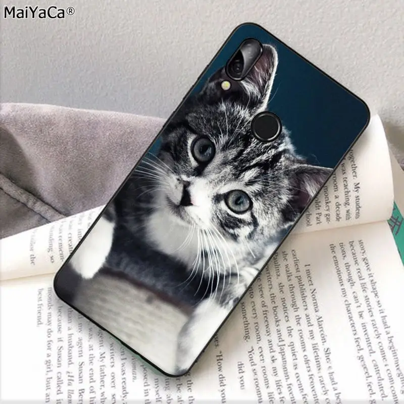pet maine coon cat