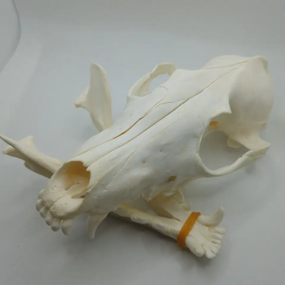 Real Genuine Animal Skull Skeleton Fox Taxidermy Supply Supplies Bone Art Tool From New2017, $12.67