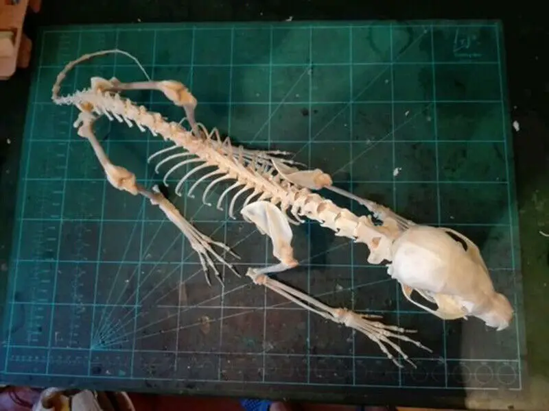 1Pcs Vulpes vulpes Red Fox Silver Fox Cross Fox Skull complete animal skeleton specimen