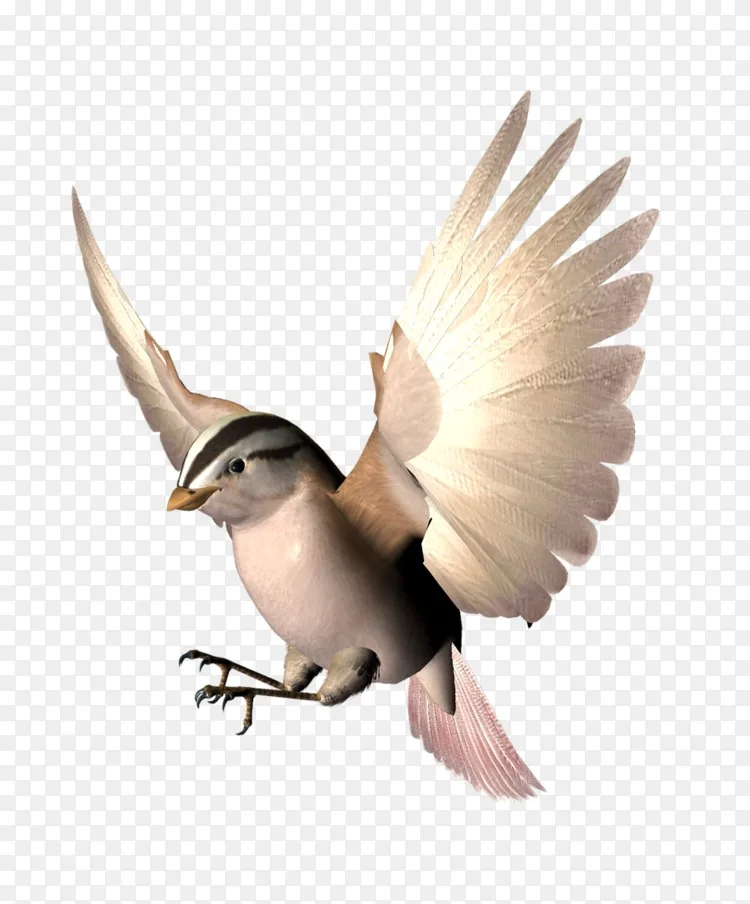 鸟翼喙动画 鸟展翅png图片素材免费下载 图片编号 Png素材网