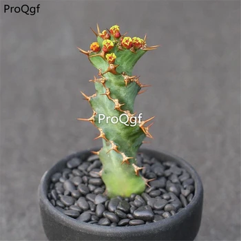 

Ngryise 2Pcs A Set Euphorbia tortirama
