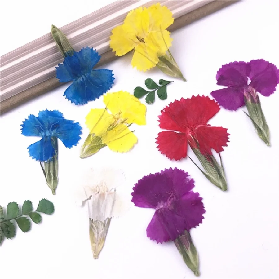 

100pcs Pressed Dried Dianthus chinensis L Flower For Epoxy Resin Jewelry Making Bookmark Phone Case Makeup Nail Art DIY