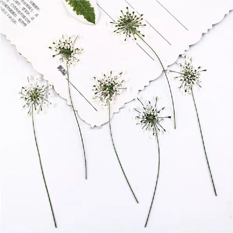 

60pcs Pressed Dried Ammi Flower With Stem Plants Herbarium For Epoxy Resin Jewelry Making Bookmark Case Face Makeup Nail Art DIY
