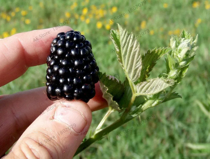 Большая Акция! 200Heirloom Blackberry бонсай Сладкая черная ягода гигантская ежевика Тройная Корона Blackberry Черный тутовидный сад