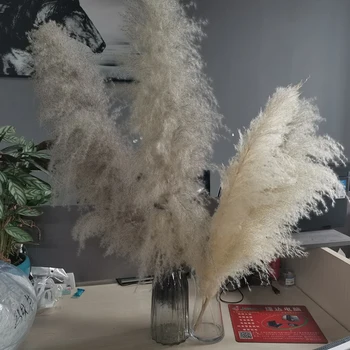 

Super Pampas Grass Home Decoration Dried Flowers Wedding Bouquet Large Natural Reed Venue Layout 80cm 5pcs