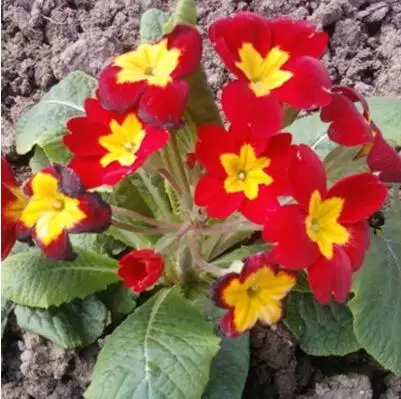 4 50 шт. настоящая Европа Primula acaulis, Примула Редкие - Цвет: 4