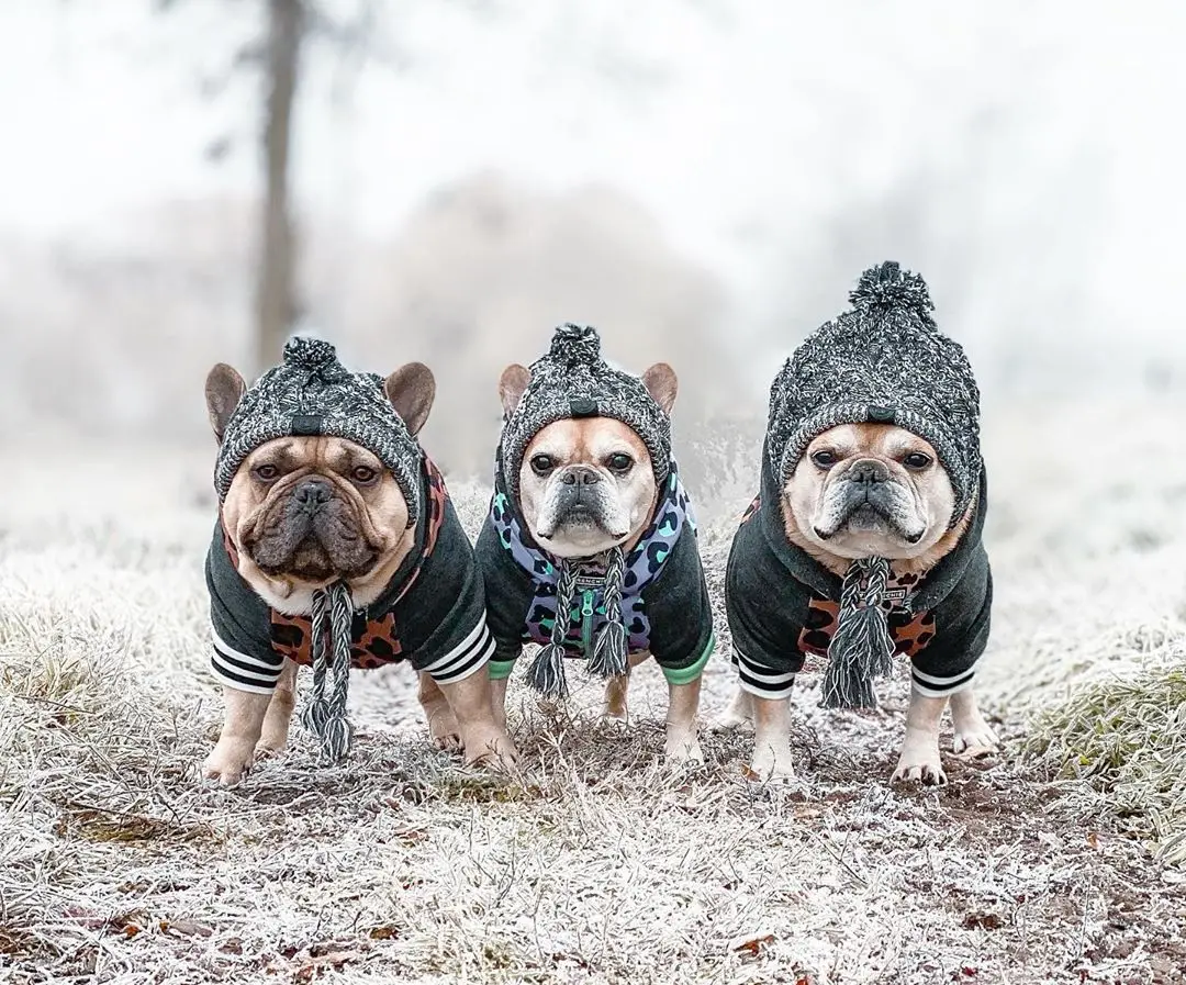 superpet inverno quente cão chapéus prova de vento tricô francês bulldog chapéu para cães chihuahua chapéu macio bola filhote de cachorro acessórios pet hat