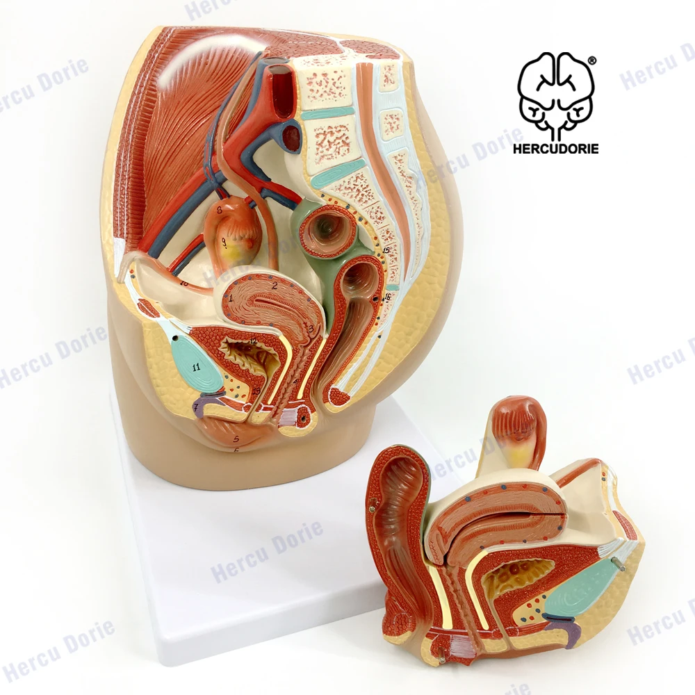 

PVC в натуральную величину 1:1, Женская Тазовая полость, репродуктивная и мочевая система, медианный Сагиттальный модель с секциями, обучающий дисплей, лабораторная поддержка