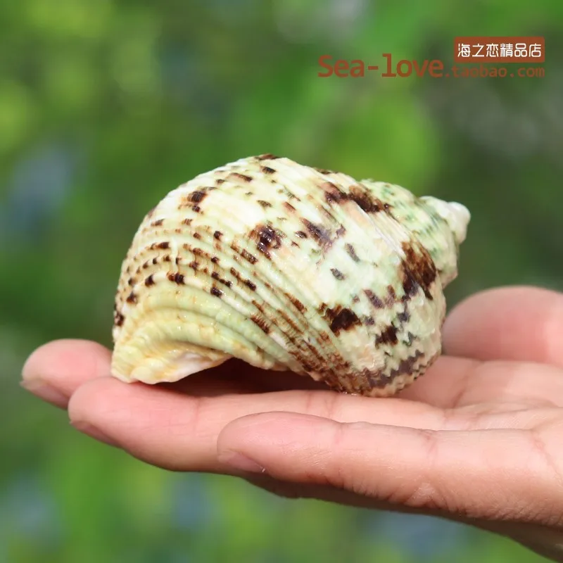 Silver Mouth Snail Natural Green Conch Shell Hermit Crab Shellfish Shell Aquarium Decoration Landscape Micro-landscape Ornaments