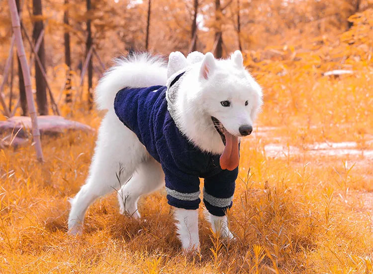 Köpek Sweatshirt